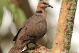 Synogarlica czerwonooka - Streptopelia semitorquata - Red-eyed Dove