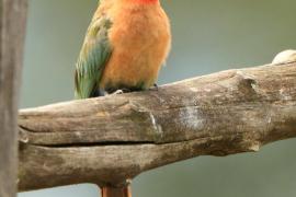 Żołna białoczelna - Merops bullockoides - White-fronted Bee-eater