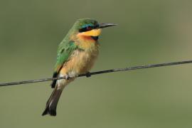 Żołna mała - Merops pusillus - Little Bee-eater