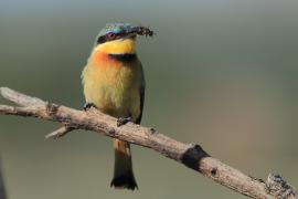 Żołna mała - Merops pusillus - Little Bee-eater