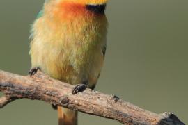 Żołna mała - Merops pusillus - Little Bee-eater