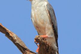 Sokolik czerwonooki - Polihierax semitorquatus - African Pygmy Falcon