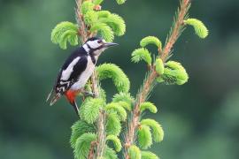 Dzięcioł duży - Dendrocopos major - Great Spotted Woodpecker