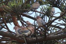Synogarlica senegalska - Streptopelia senegalensis - Laughing Dove