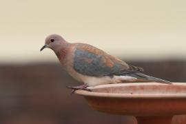 Synogarlica senegalska - Streptopelia senegalensis - Laughing Dove