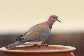 Synogarlica senegalska - Streptopelia senegalensis - Laughing Dove