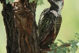 Dzięciolik złotosterny - Geocolaptes abingoni - Golden-tailed Woodpecker