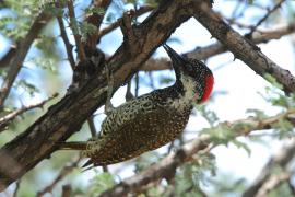 Dzięciolik złotosterny - Geocolaptes abingoni - Golden-tailed Woodpecker