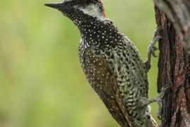 Dzięciolik złotosterny - Geocolaptes abingoni - Golden-tailed Woodpecker