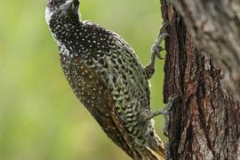 Dzięciolik złotosterny - Geocolaptes abingoni - Golden-tailed Woodpecker