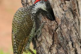 Dzięciolik złotosterny - Geocolaptes abingoni - Golden-tailed Woodpecker