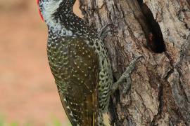 Dzięciolik złotosterny - Geocolaptes abingoni - Golden-tailed Woodpecker