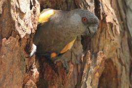 Afrykanka niebieskorzytna - Poicephalus rueppellii - Rüppell's Parrot