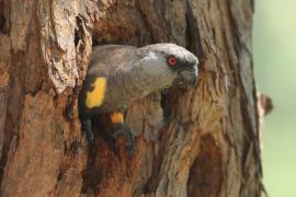 Afrykanka niebieskorzytna - Poicephalus rueppellii - Rüppell's Parrot