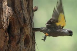 Afrykanka niebieskorzytna - Poicephalus rueppellii - Rüppell's Parrot