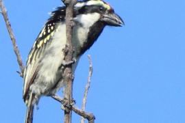 Głowaczek białolicy - Tricholaema leucomelas - Acacia Pied Barbet