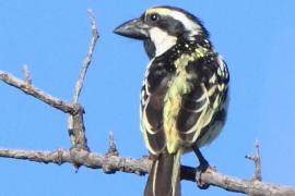Głowaczek białolicy - Tricholaema leucomelas - Acacia Pied Barbet