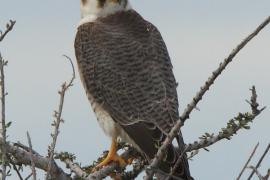 Sokół rudogłowy - Falco chicquera - Red-necked Falcon