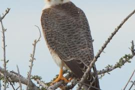 Sokół rudogłowy - Falco chicquera - Red-necked Falcon