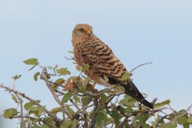 Pustułka stepowa - Falco rupicoloides - Greater Kestrel