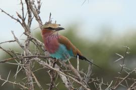 Kraska liliowopierśna - Coracias caudatus - Lilac-breasted Roller