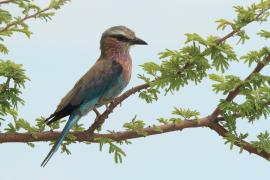 Kraska liliowopierśna - Coracias caudatus - Lilac-breasted Roller