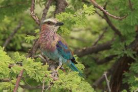Kraska liliowopierśna - Coracias caudatus - Lilac-breasted Roller