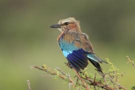 Kraska liliowopierśna - Coracias caudatus - Lilac-breasted Roller