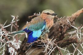 Kraska liliowopierśna - Coracias caudatus - Lilac-breasted Roller