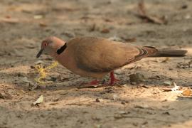 Synogarlica okularowa - Streptopelia decipiens - African Mourning Dove