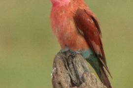 Żołna karminowa - Merops nubicoides - Southern Carmine Bee-eater