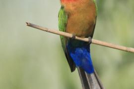 Żołna białoczelna - Merops bullockoides - White-fronted Bee-eater