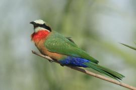 Żołna białoczelna - Merops bullockoides - White-fronted Bee-eater