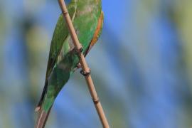 Żołna modrolica - Merops persicus - Blue-cheeked Bee-eater