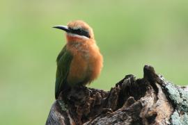 Żołna białoczelna - Merops bullockoides - White-fronted Bee-eater