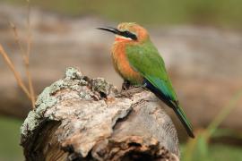Żołna białoczelna - Merops bullockoides - White-fronted Bee-eater