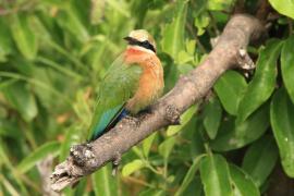 Żołna białoczelna - Merops bullockoides - White-fronted Bee-eater
