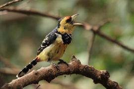 Brodal czubaty - Trachyphonus vaillantii - Crested Barbet