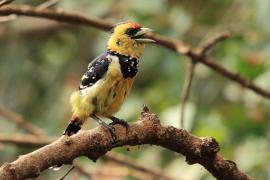 Brodal czubaty - Trachyphonus vaillantii - Crested Barbet