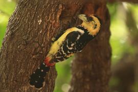 Brodal czubaty - Trachyphonus vaillantii - Crested Barbet