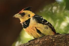Brodal czubaty - Trachyphonus vaillantii - Crested Barbet