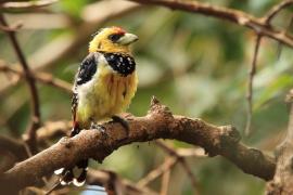 Brodal czubaty - Trachyphonus vaillantii - Crested Barbet