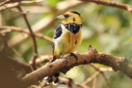Brodal czubaty - Trachyphonus vaillantii - Crested Barbet