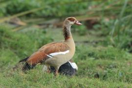 Gęsiówka egipska - Alopochen aegyptiaca - Egyptian Goose