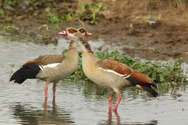 Gęsiówka egipska - Alopochen aegyptiaca - Egyptian Goose