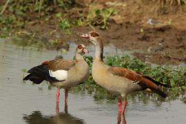 Gęsiówka egipska - Alopochen aegyptiaca - Egyptian Goose