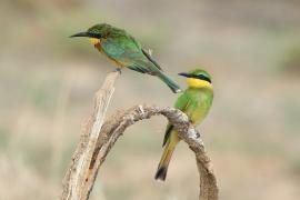 Żołna mała - Merops pusillus - Little Bee-eater