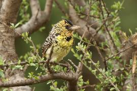 Brodal czarnogardły - Trachyphonus darnaudii  - D'Arnaud's Barbet