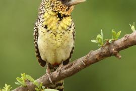Brodal czarnogardły - Trachyphonus darnaudii  - D'Arnaud's Barbet