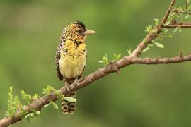 Brodal czarnogardły - Trachyphonus darnaudii  - D'Arnaud's Barbet
